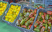 esposizione diverse qualità di peperoni