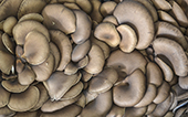 Plurotus mushrooms