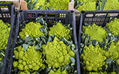 broccolo verde