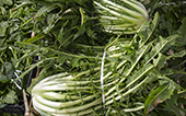 cicoria
