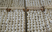 funghi champignon