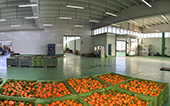 pano casse di arance