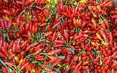 peperoncini