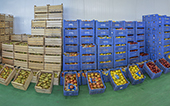 vendita ingrosso frutta e verdura